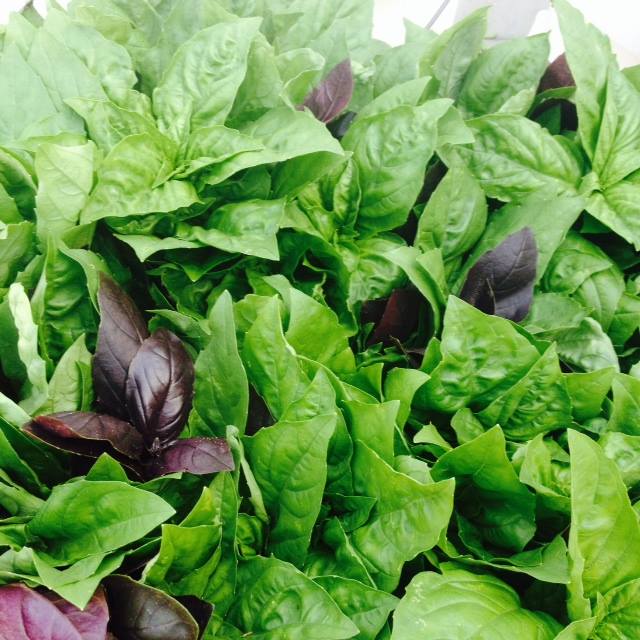 leafy greens for solstice soiree