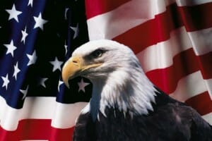 Bald Eagle in front of American flag background